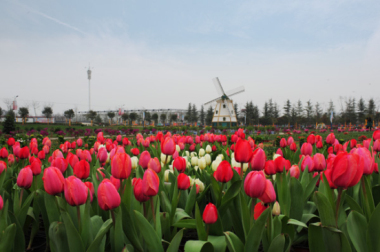 基泰都市新農業(yè)公司參展首屆涇河新城花博會