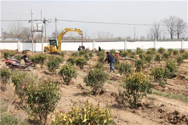 園林綠化公司科學(xué)安排苗木種植工作 確保苗木成活率