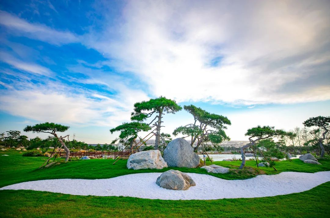 基泰風(fēng)采 | 渭北地區(qū)油松栽培與造型